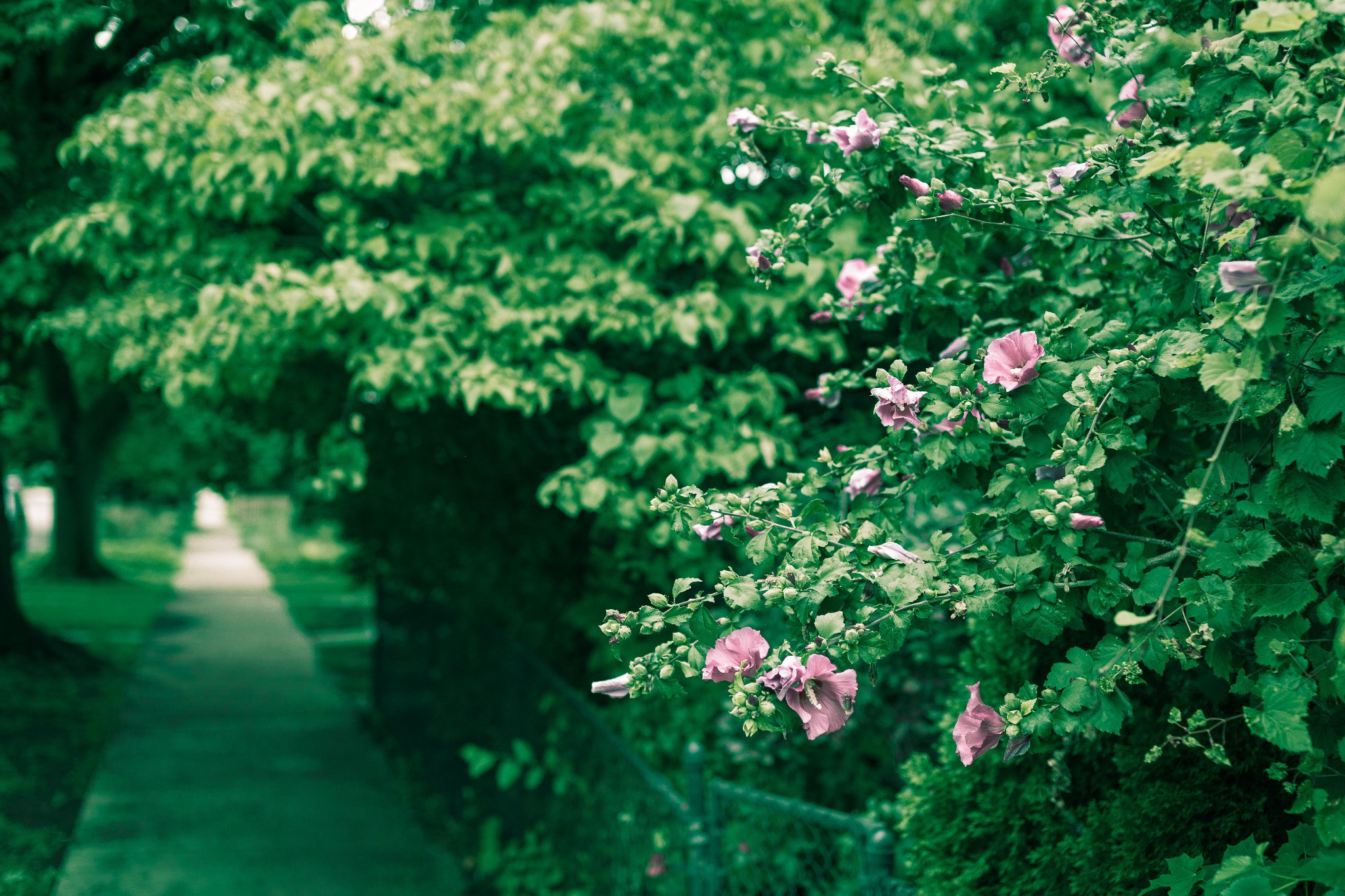 Pink flowers in sharp focus beside a soft green residential sidewalk